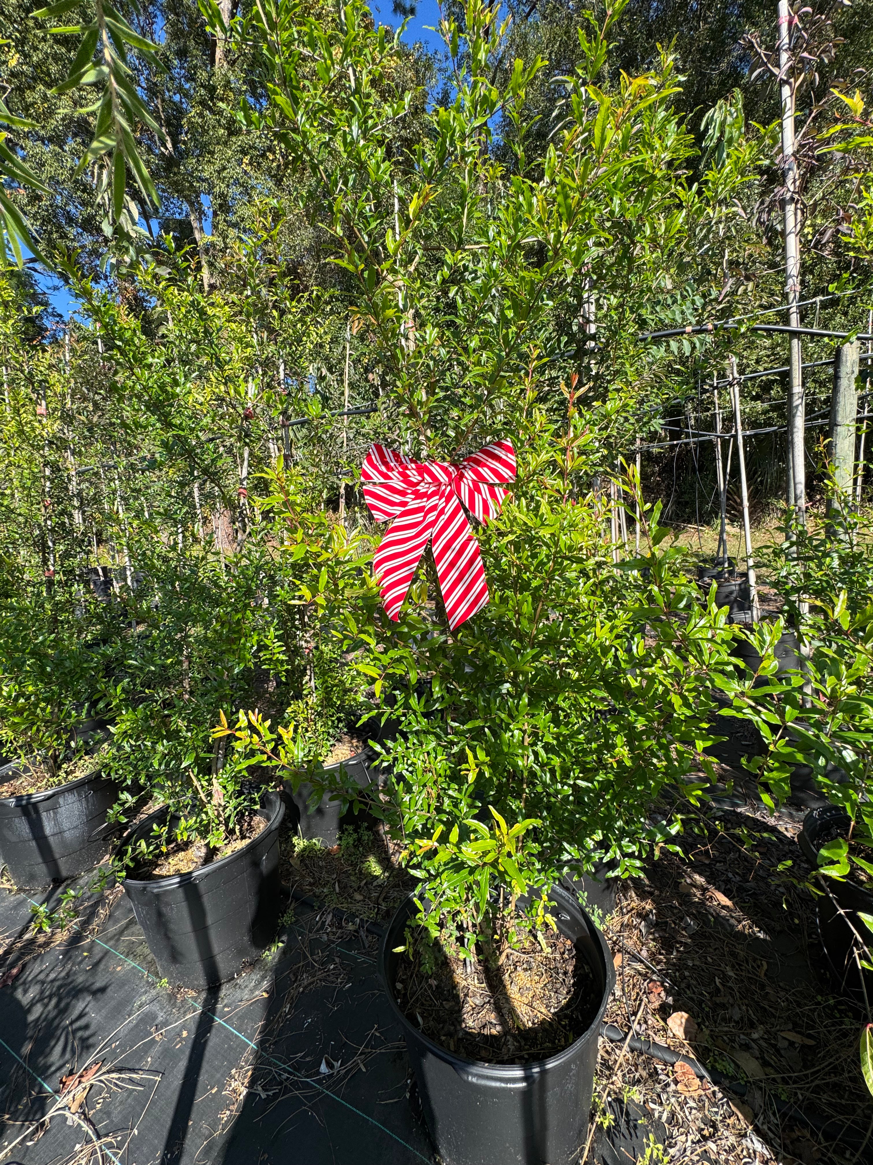 Pomegranate Saveh (Punica Shirin Saveh)