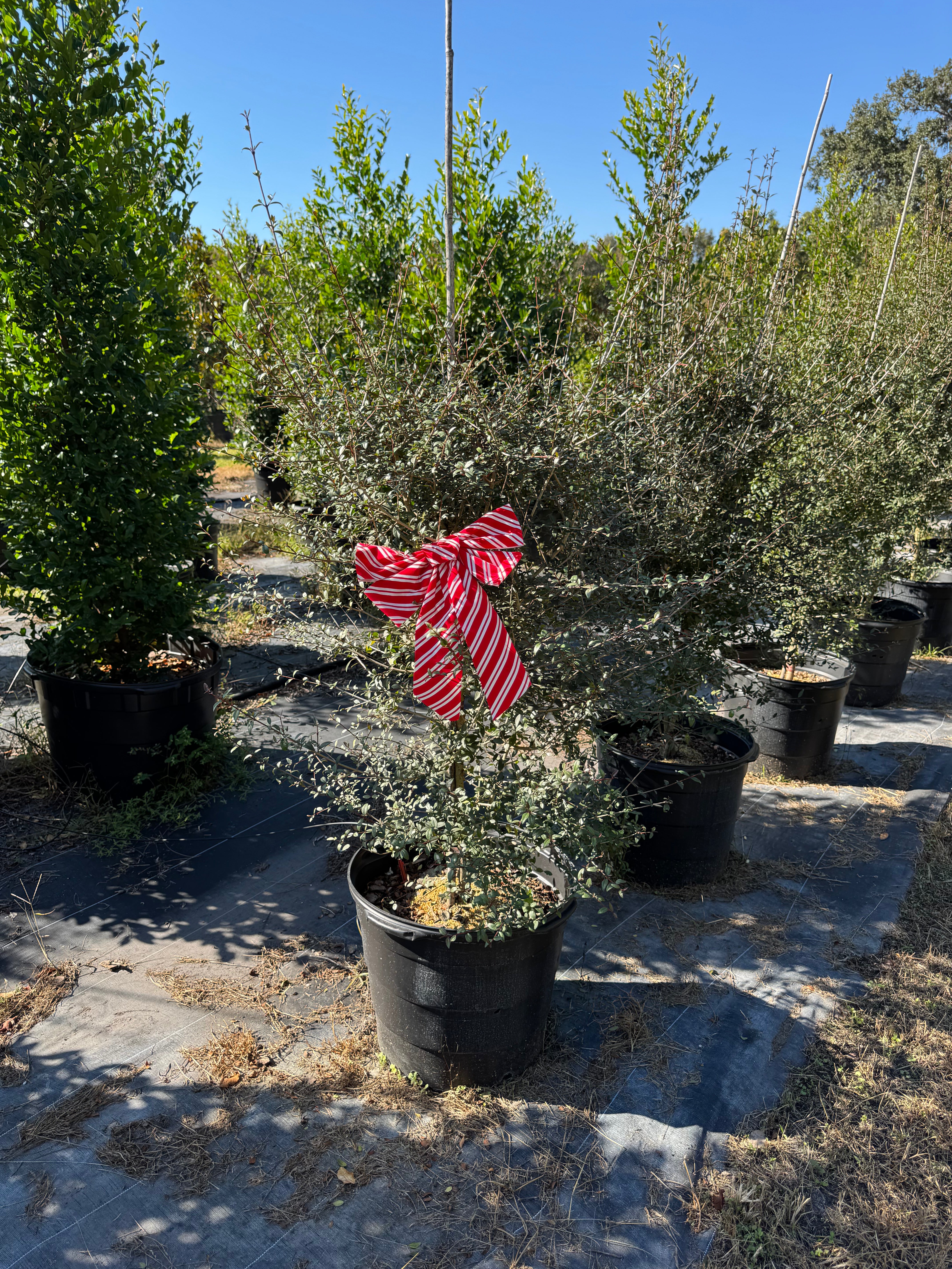 Native Viburnum (Viburnum Obovatum)