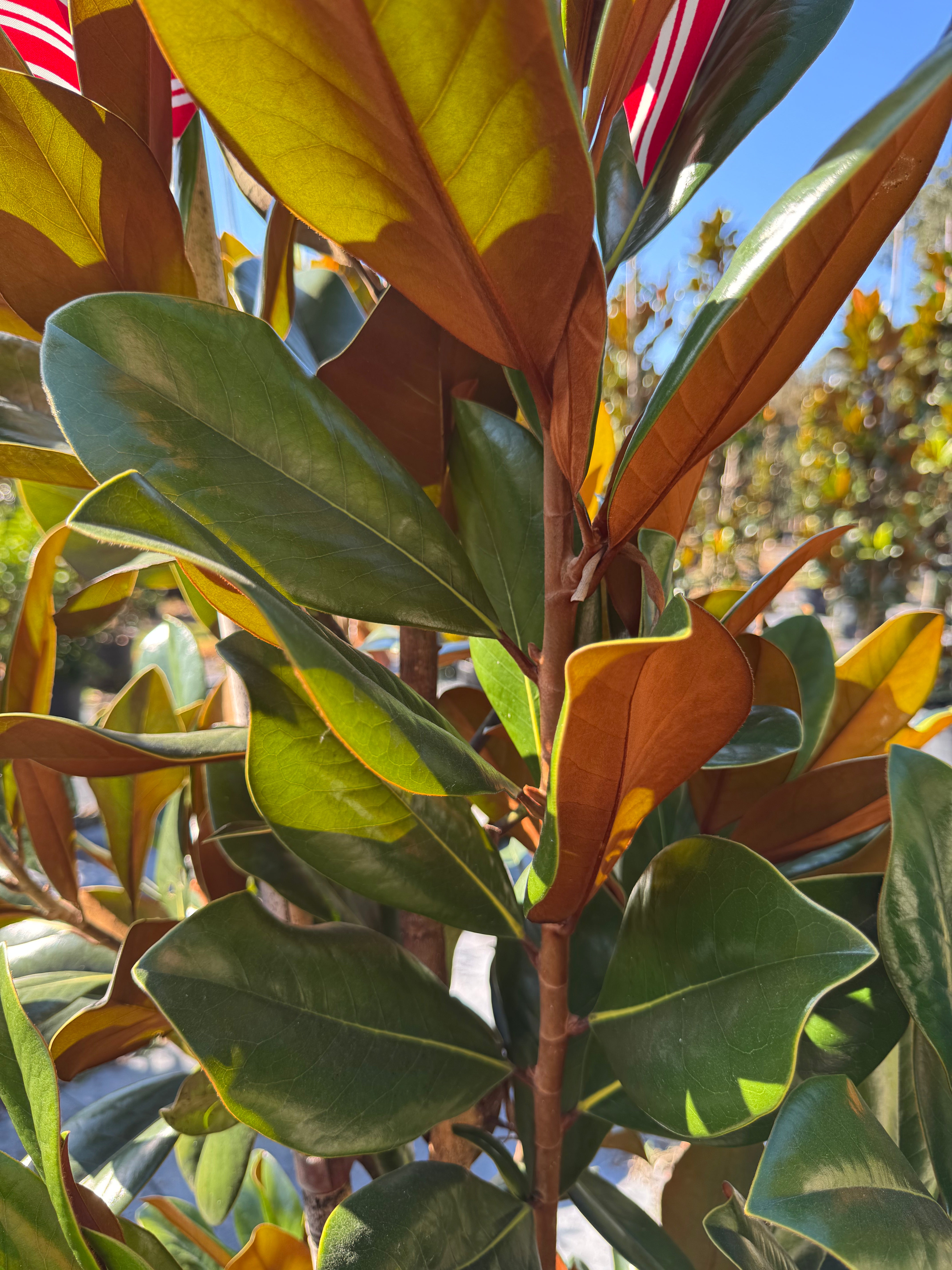 DD Blanchard Magnolia (Magnolia Grandiflora) 10-13FT