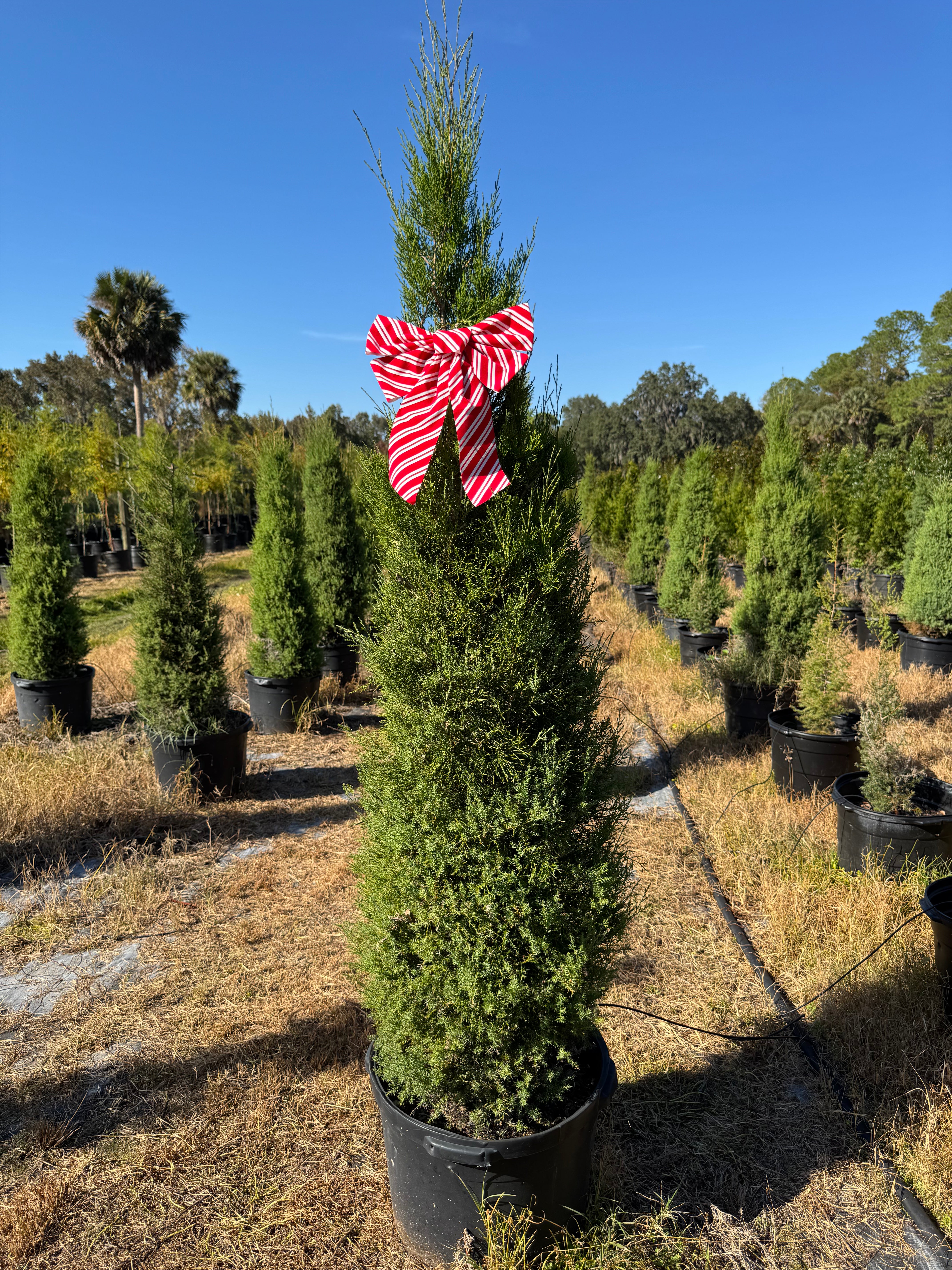 Southern Red Cedar (Juniperus Virginiana) Native 5-6FT