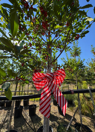 Eagleston Holly (Ilex X Attenuata)