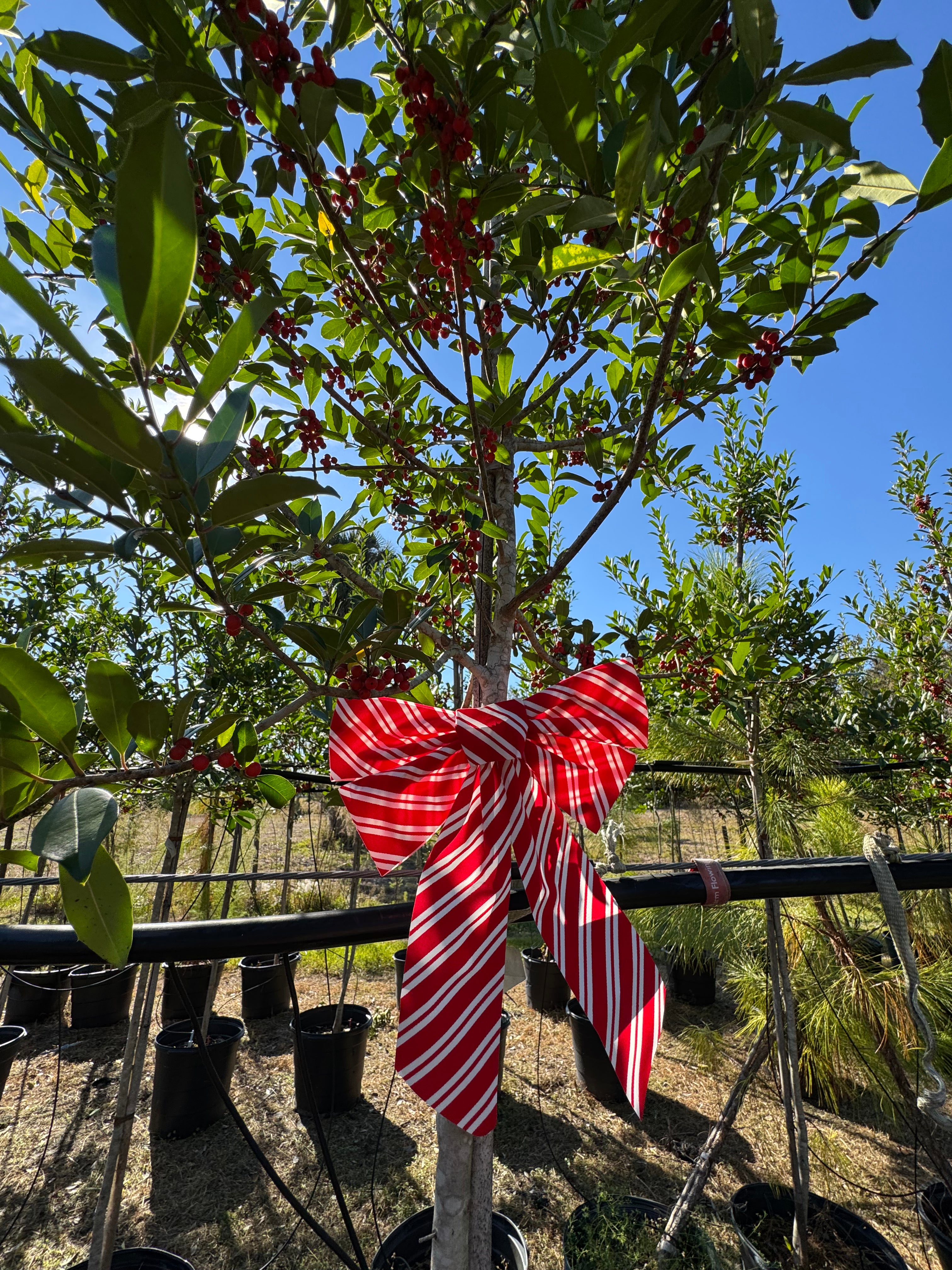 Eagleston Holly (Ilex X Attenuata)