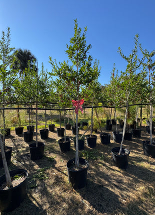 Eagleston Holly (Ilex X Attenuata)