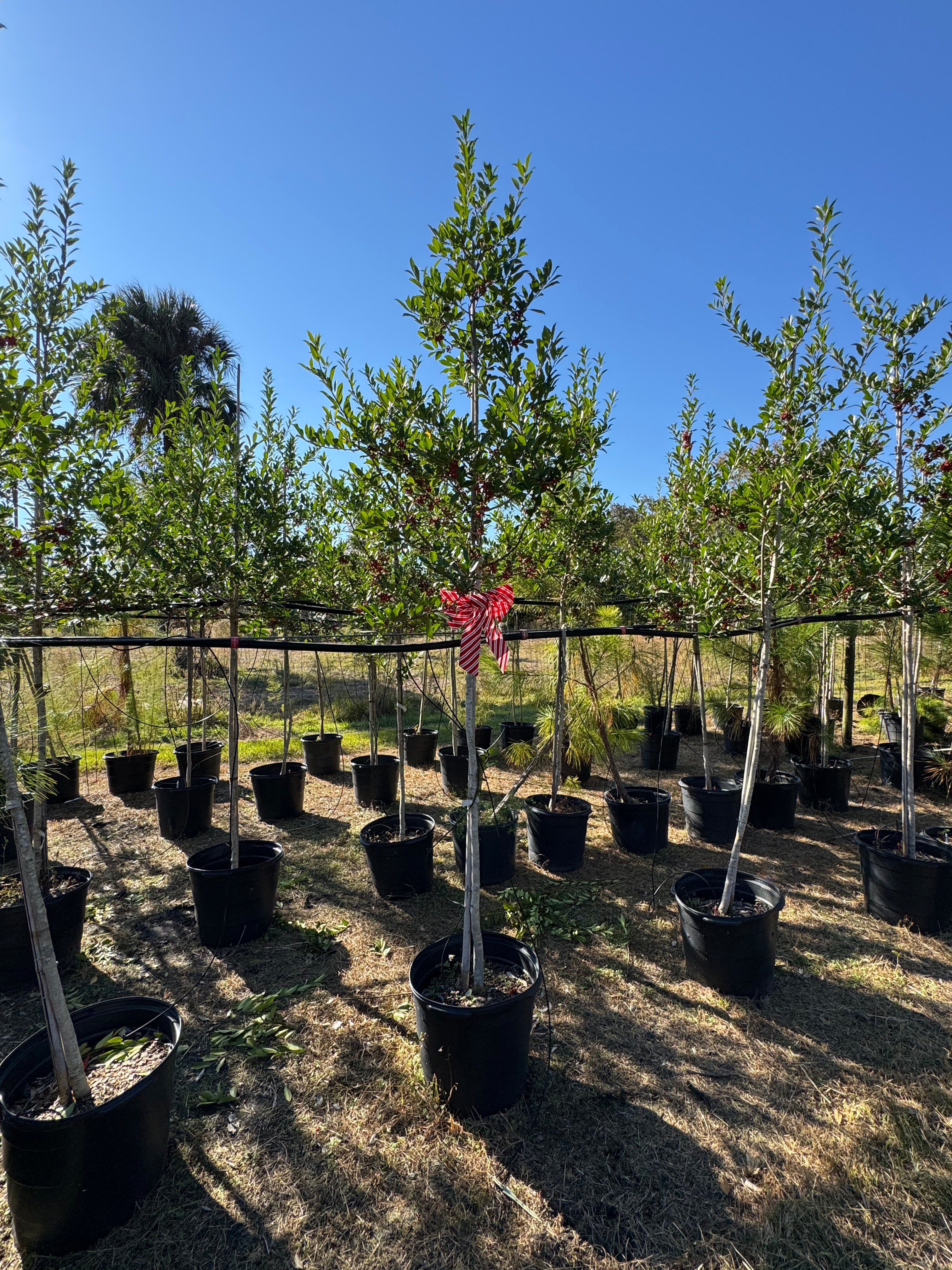 Eagleston Holly (Ilex X Attenuata)
