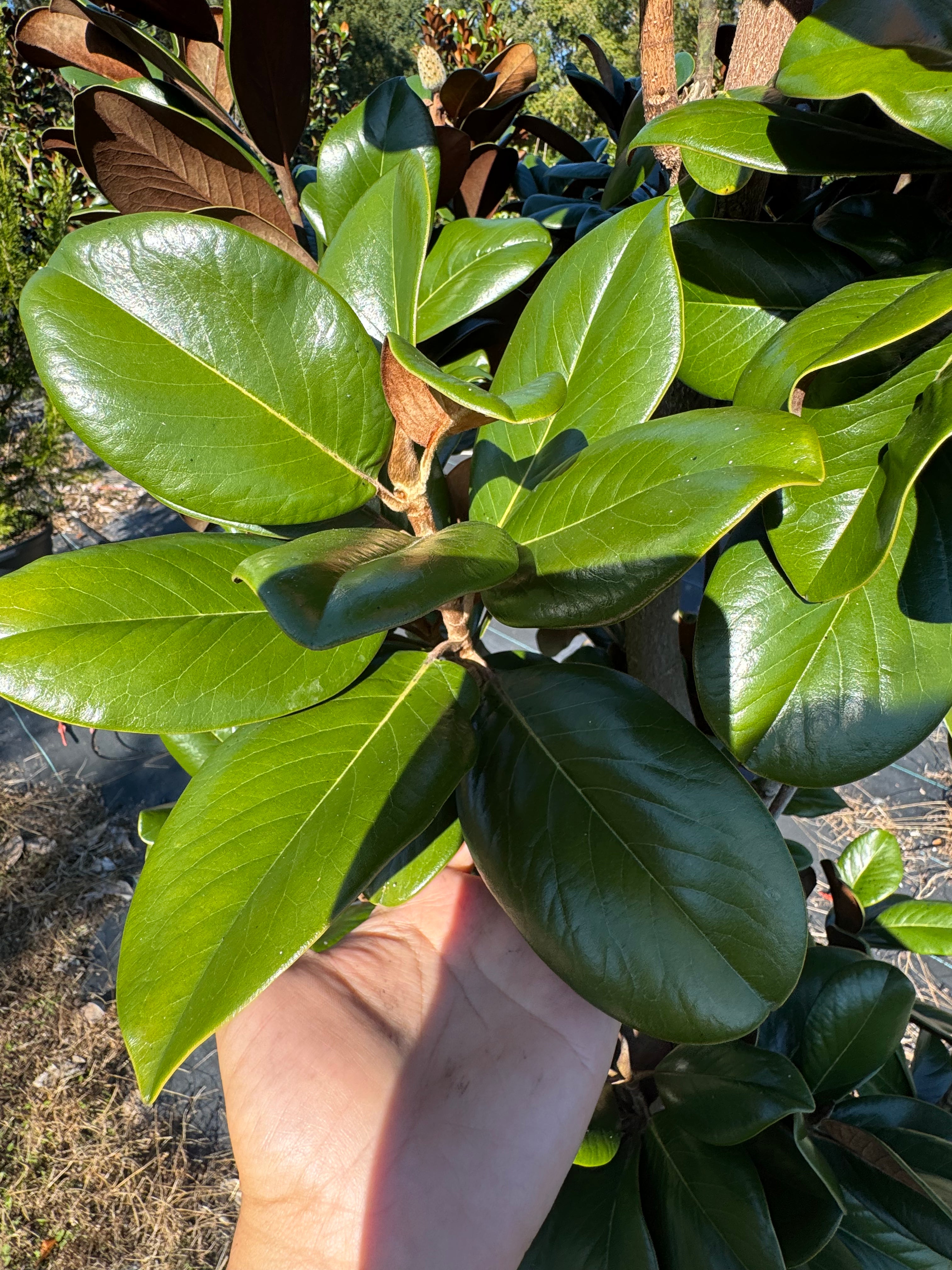 Teddy Bear Magnolia (Magnolia Grandiflora 'Southern Charm) 6-7FT