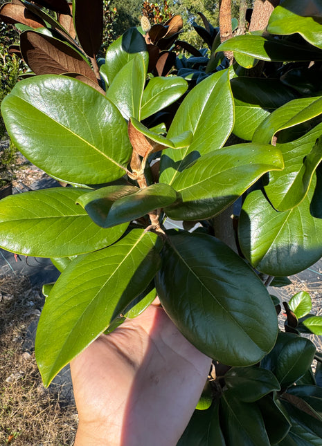 Teddy Bear Magnolia (Magnolia Grandiflora 'Southern Charm)