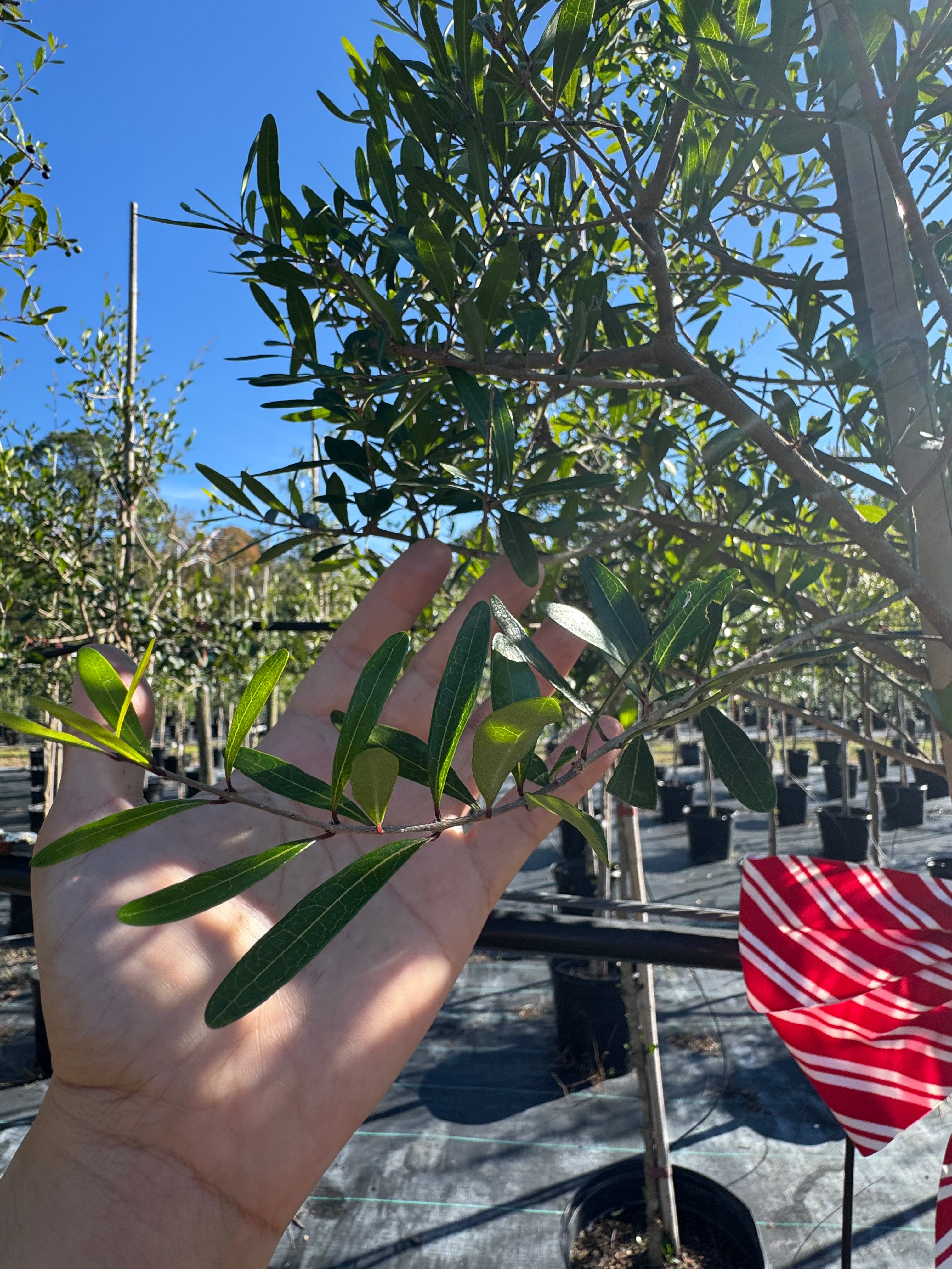 Florida Privet (Forestiera Segregata) 6-9FT