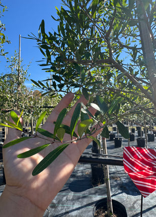 Florida Privet (Forestiera Segregata)