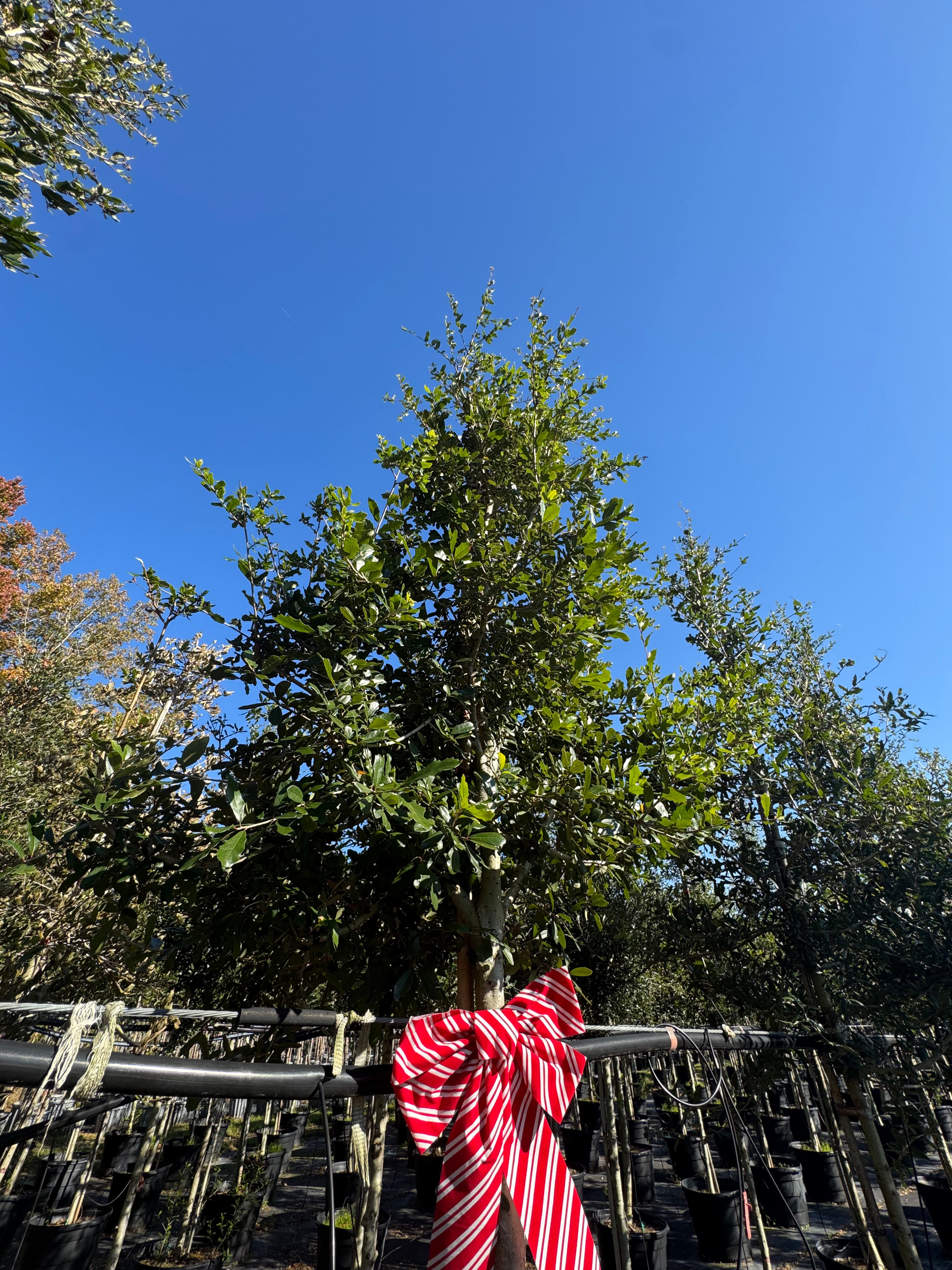 Live Oak (Quercus Virginiana)
