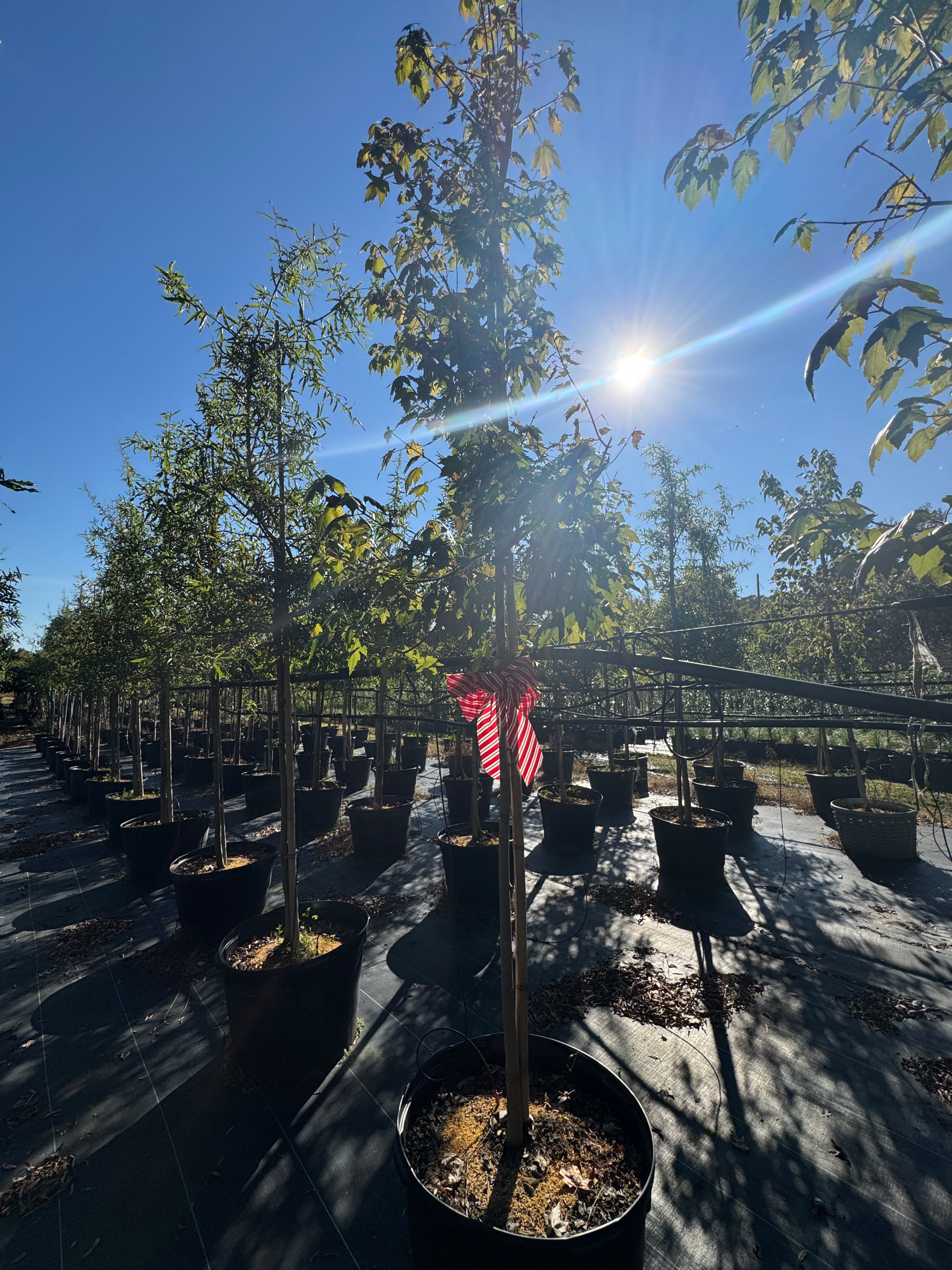 Florida Flame Maple (Acer Rubrum)
