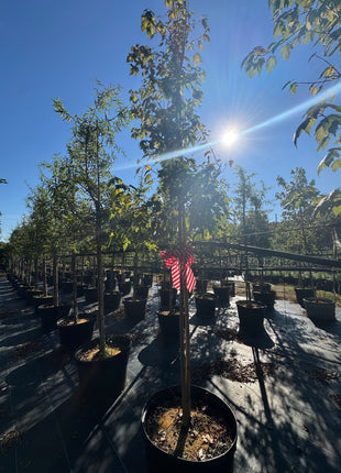 Florida Flame Maple (Acer Rubrum)
