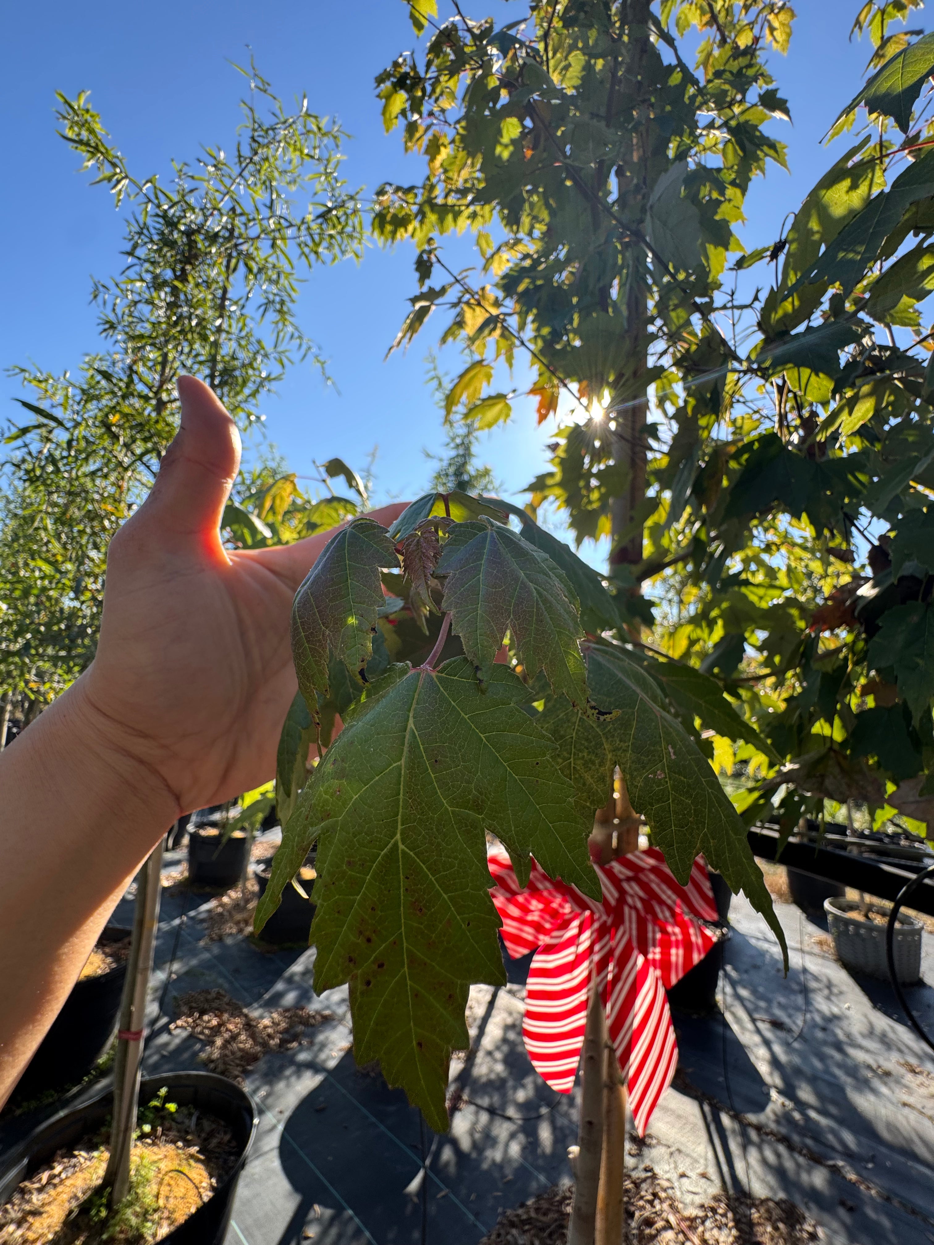 Florida Flame Maple (Acer Rubrum)