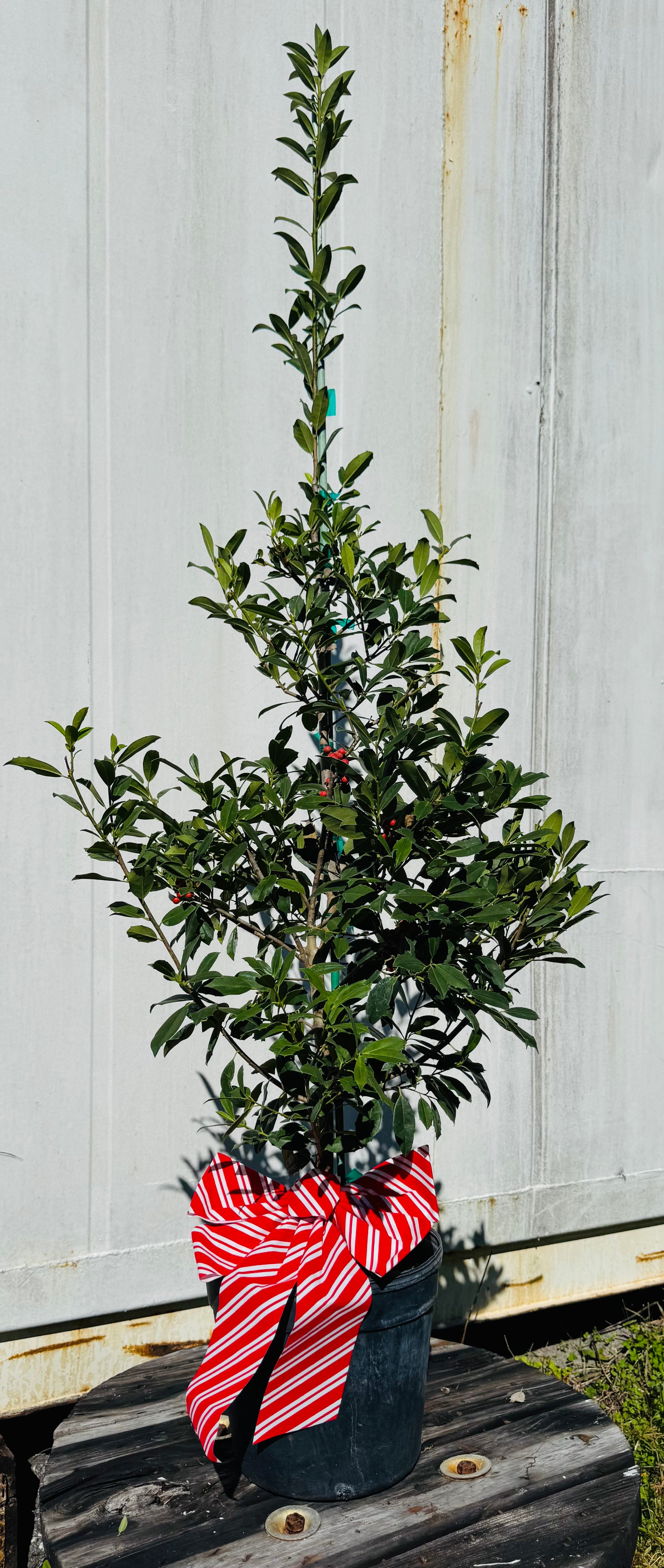 Eagleston Holly Christmas Gift (Ilex X Attenuata)