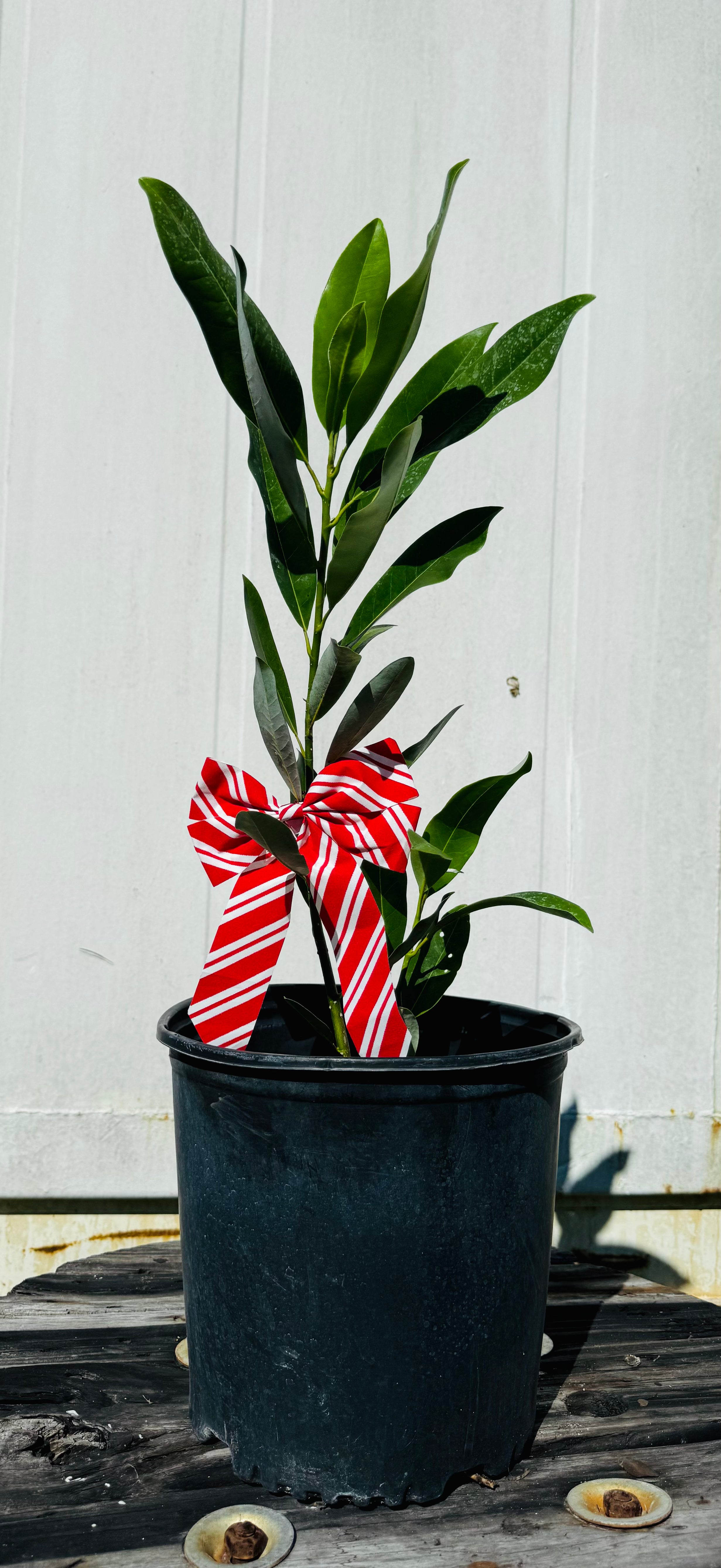 Sweet Bay Magnolia Christmas Gift (Magnolia virginiana)