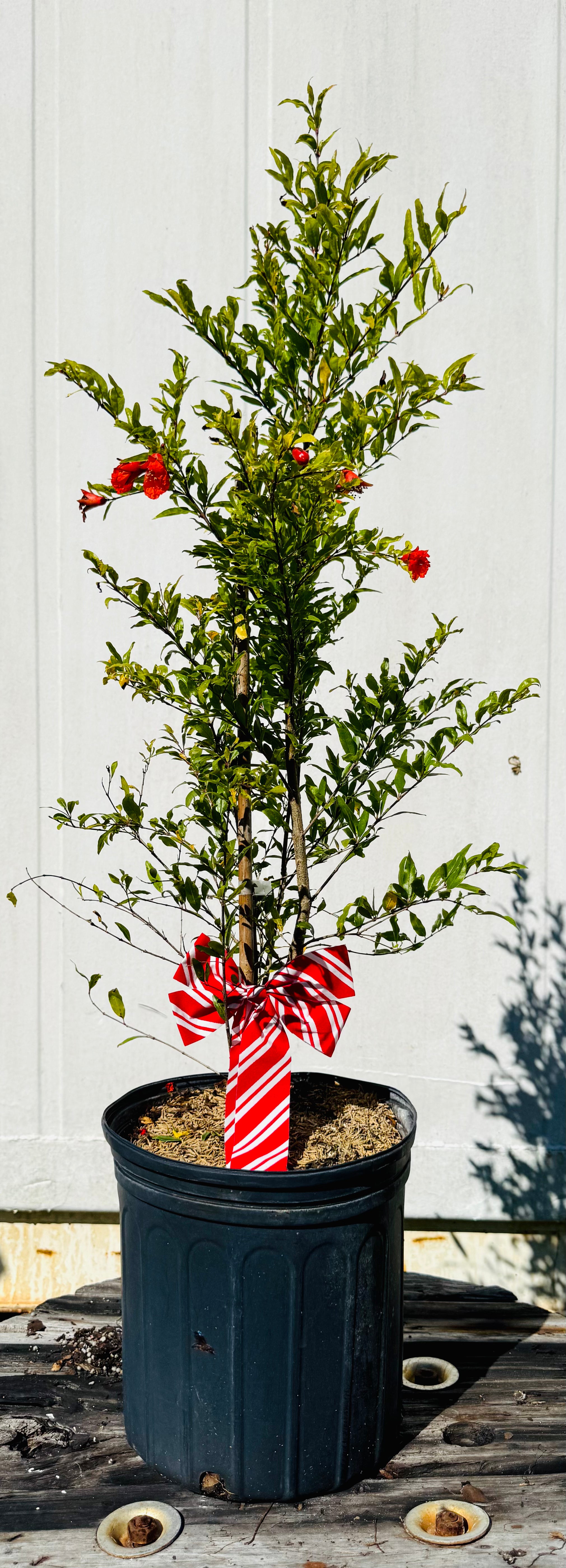 Dwarf Pomegranate Christmas Gift (Punica Granatum Var. Nana)