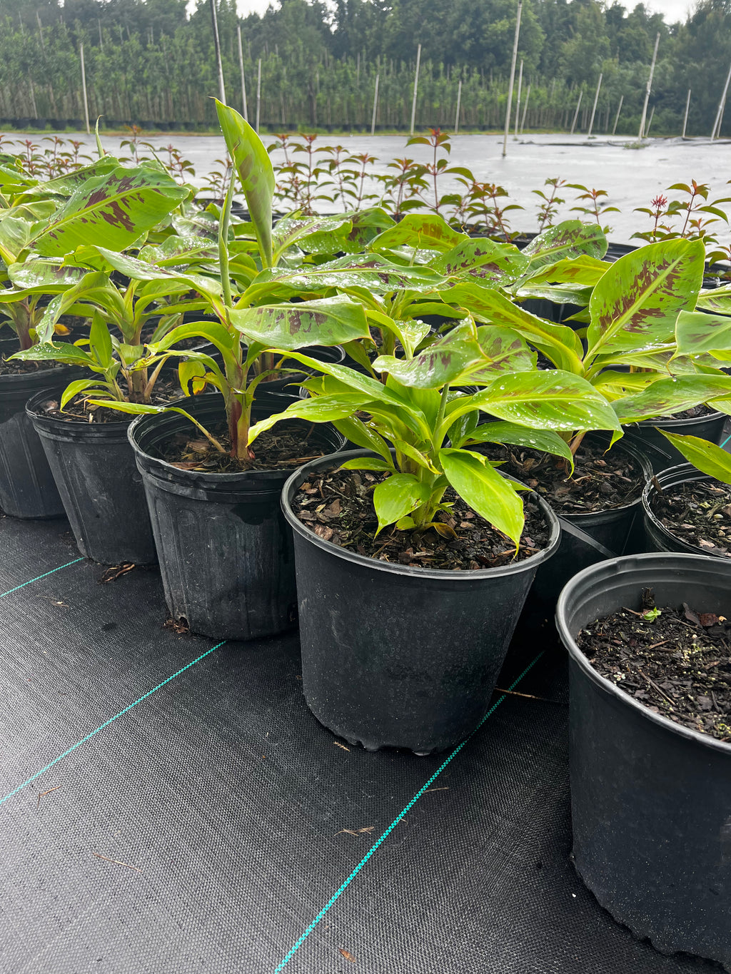 Dwarf Cavendish Banana (Musa Acuminata) Tall 3 Gallon