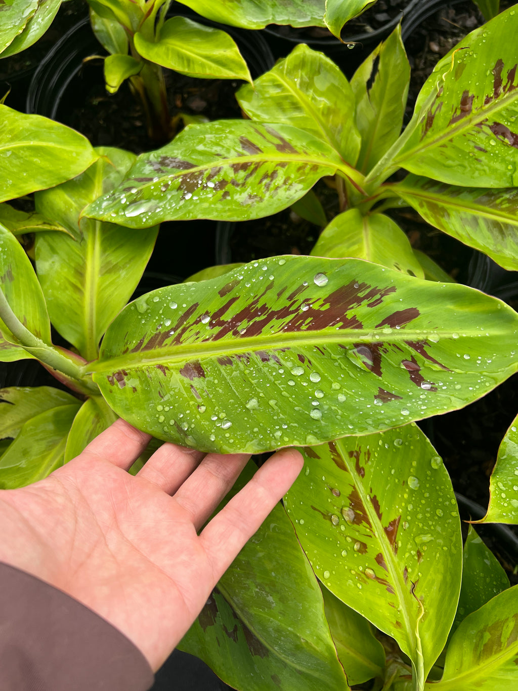 Dwarf Cavendish Banana (Musa Acuminata) Tall 3 Gallon
