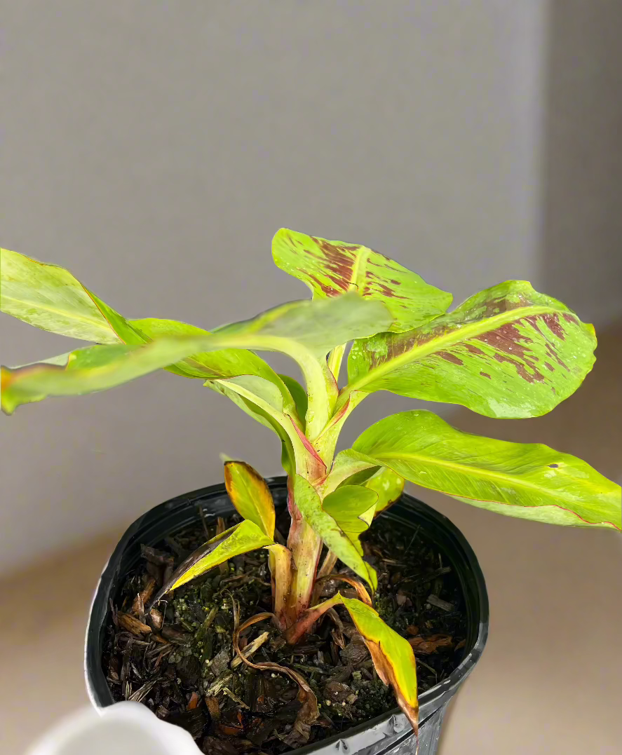 Dwarf Cavendish Banana (Musa Acuminata) Tall 3 Gallon