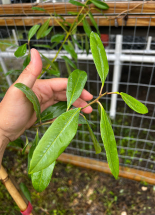Yerba Mate Holly (Ilex paraguariensis)