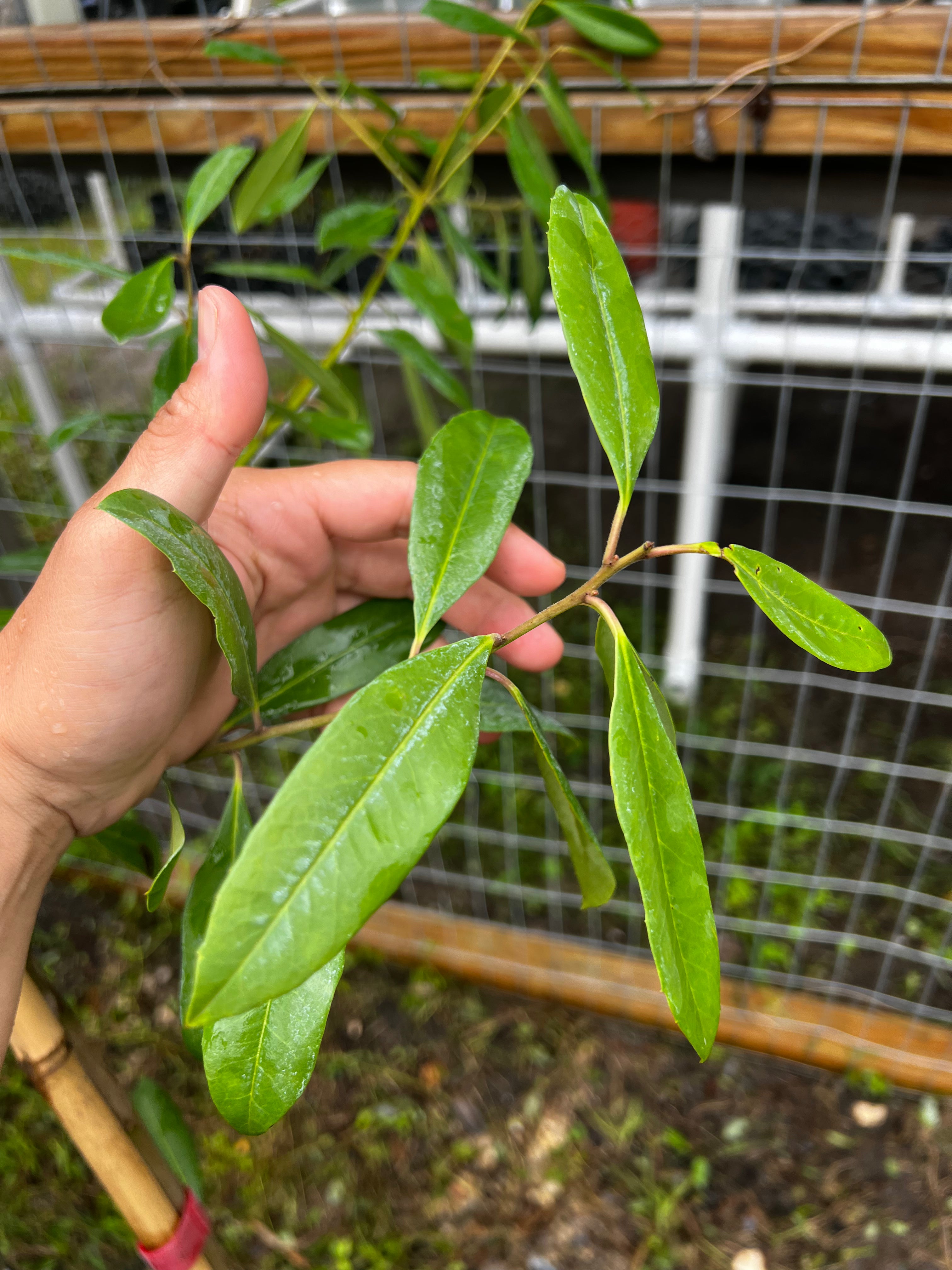 Elixir Tree Florida’s Eco-Friendly Elixir: Yerba Mate Holly! | Flowing Well Tree Farm