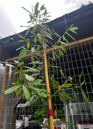 Yerba Mate Holly (Ilex paraguariensis)