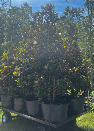 Little Gem Magnolias (Magnolia Grandiflora)