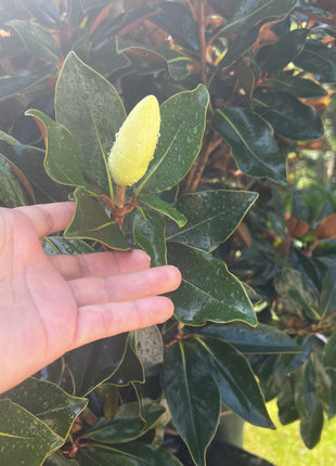 Little Gem Magnolias (Magnolia Grandiflora)