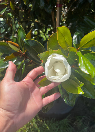 Little Gem Magnolias (Magnolia Grandiflora)
