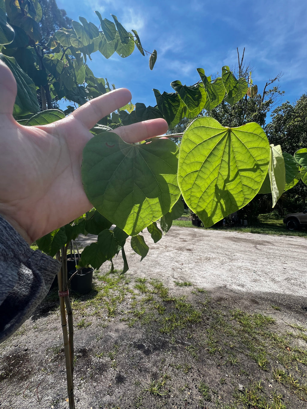 Eastern Redbud (Cercis Canadensis) Florida Native 15 & 30 Gallon Coming Back Soon