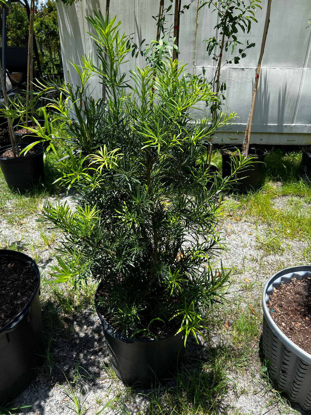Podocarpus Shrub (Podocarpus Macrophyllus) 15 Gallon