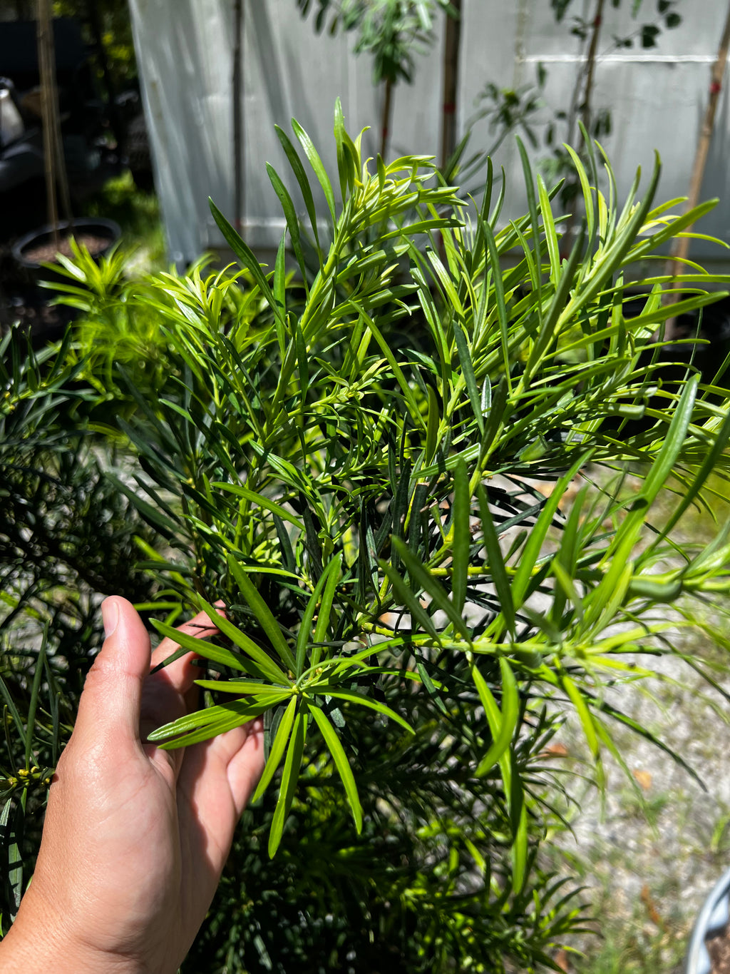 Podocarpus Shrub (Podocarpus Macrophyllus) 15 Gallon