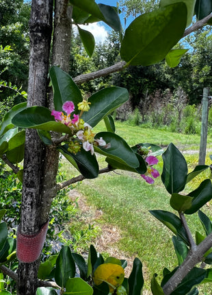 Barbados Cherry (Malpighia Emarginata)