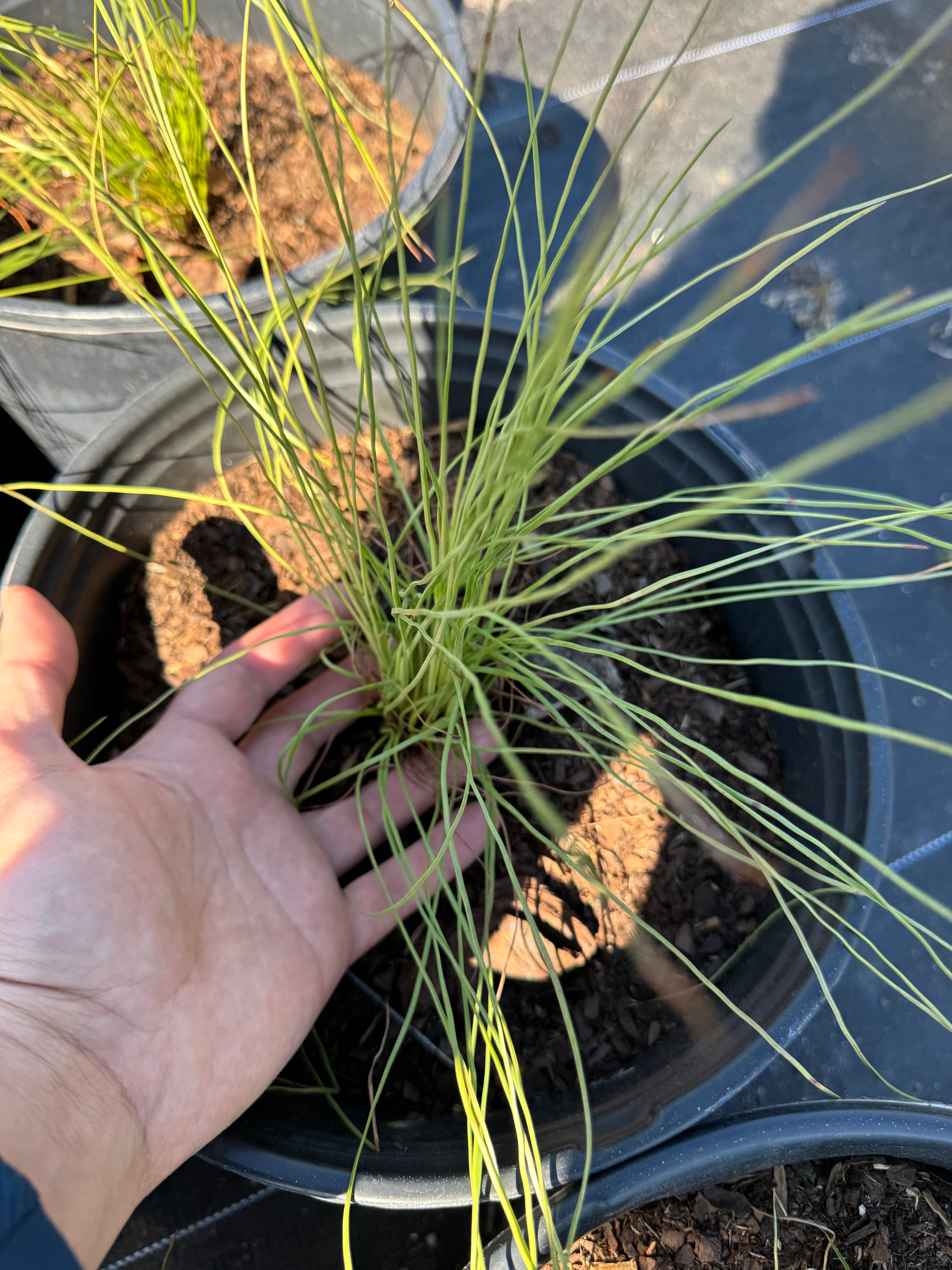 Long Leaf Pine (Pinus palustris)