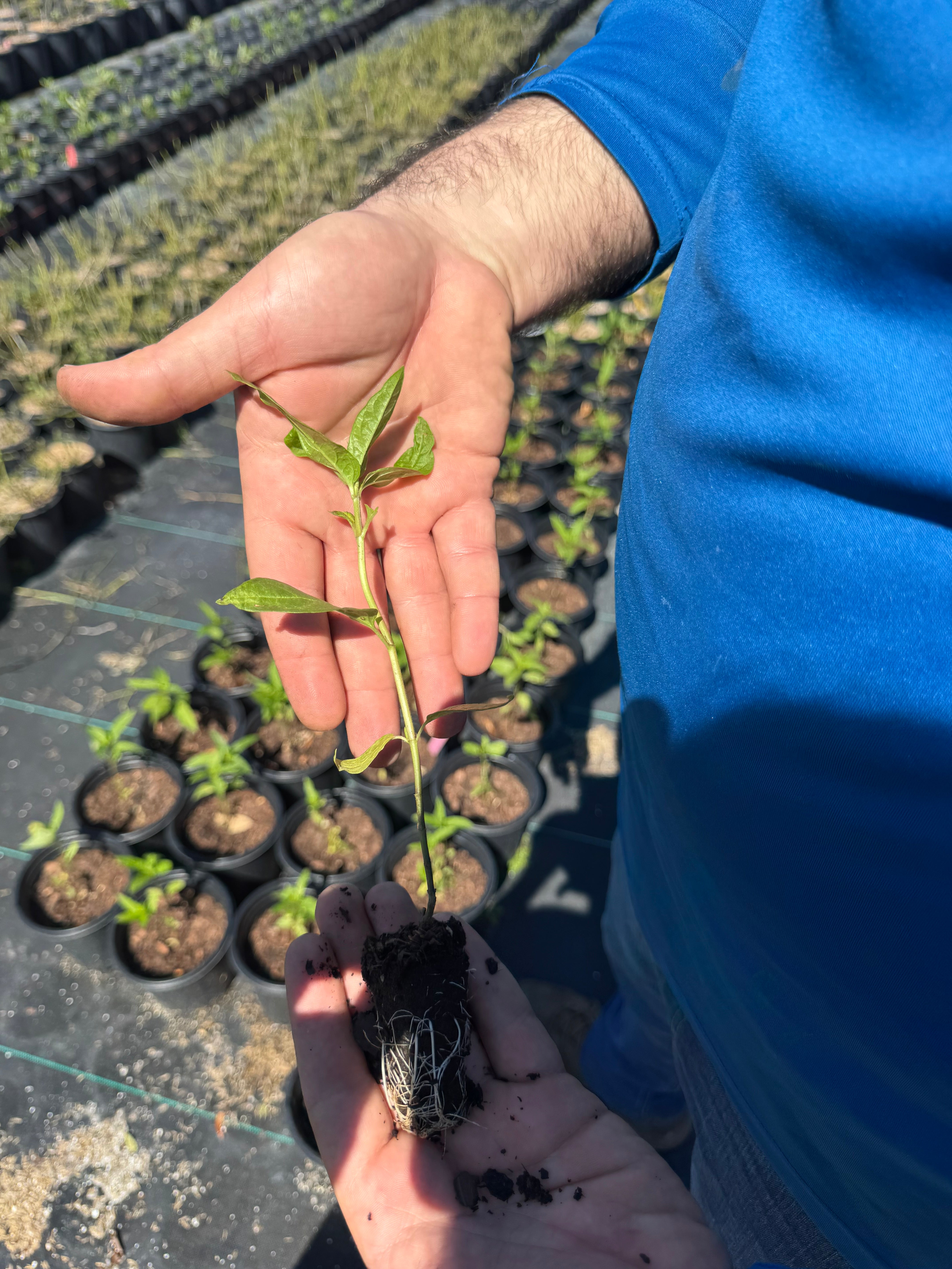 Native Milkweed Pink (Asclepias Incarnata)