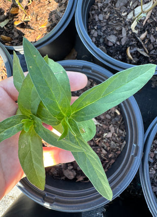 Native Milkweed Pink (Asclepias Incarnata) Coming Soon