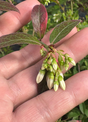 Highbush Blueberry (Vaccinium Corymbosum)