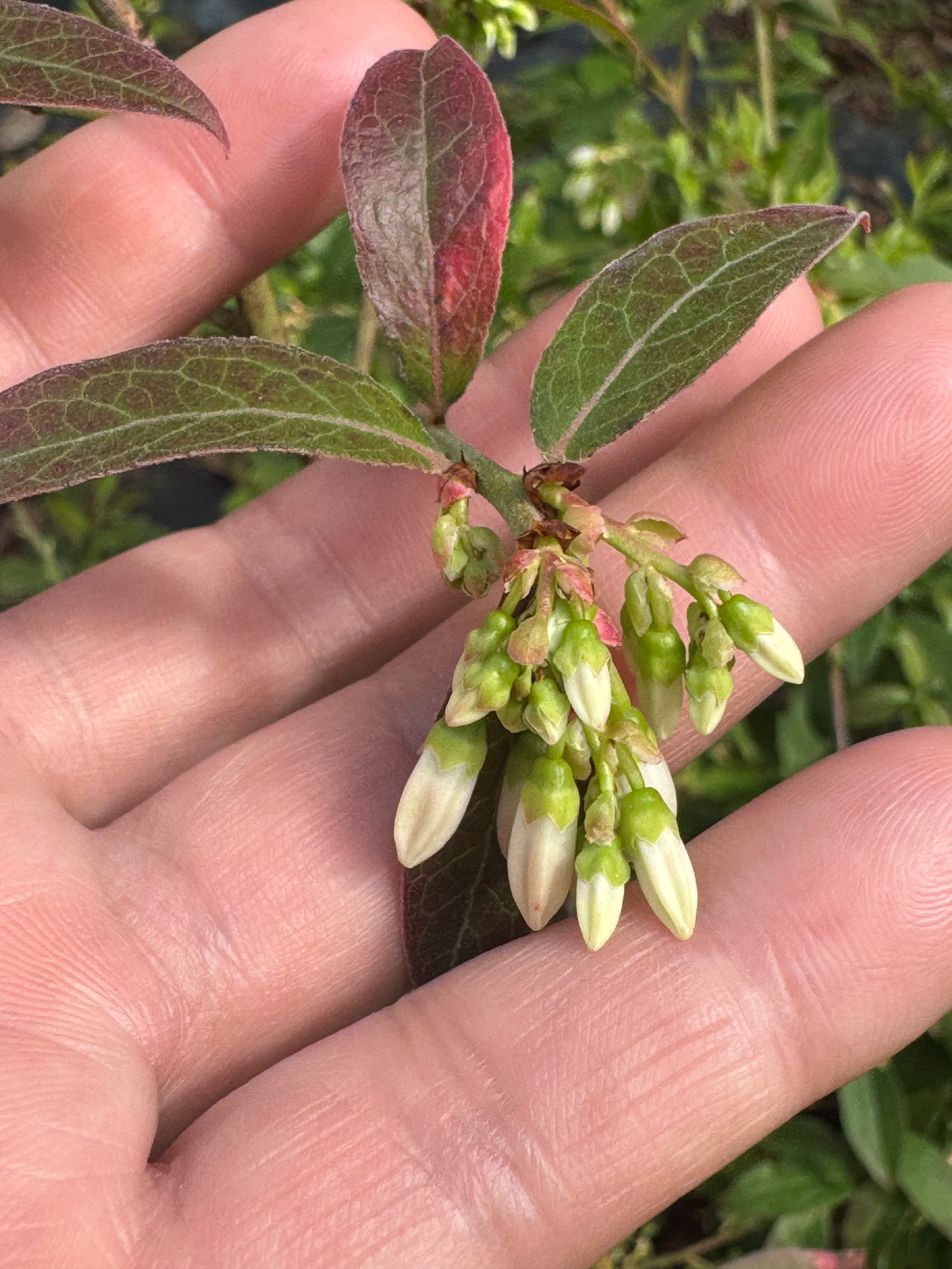 Highbush Blueberry (Vaccinium Corymbosum) 2-3FT