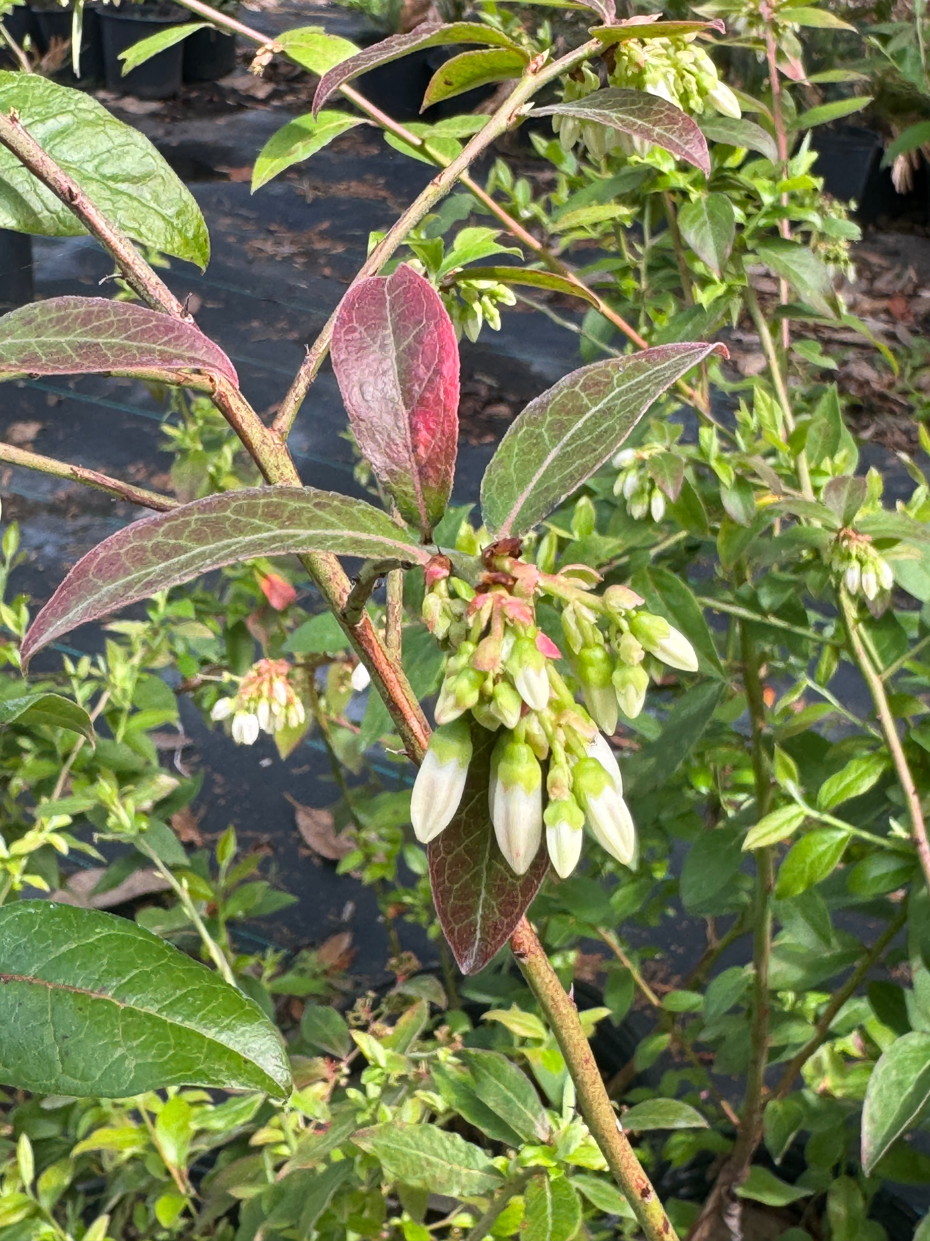 Highbush Blueberry (Vaccinium Corymbosum) 2-3FT