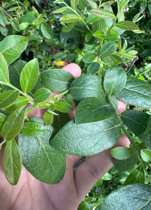 Highbush Blueberry (Vaccinium Corymbosum)