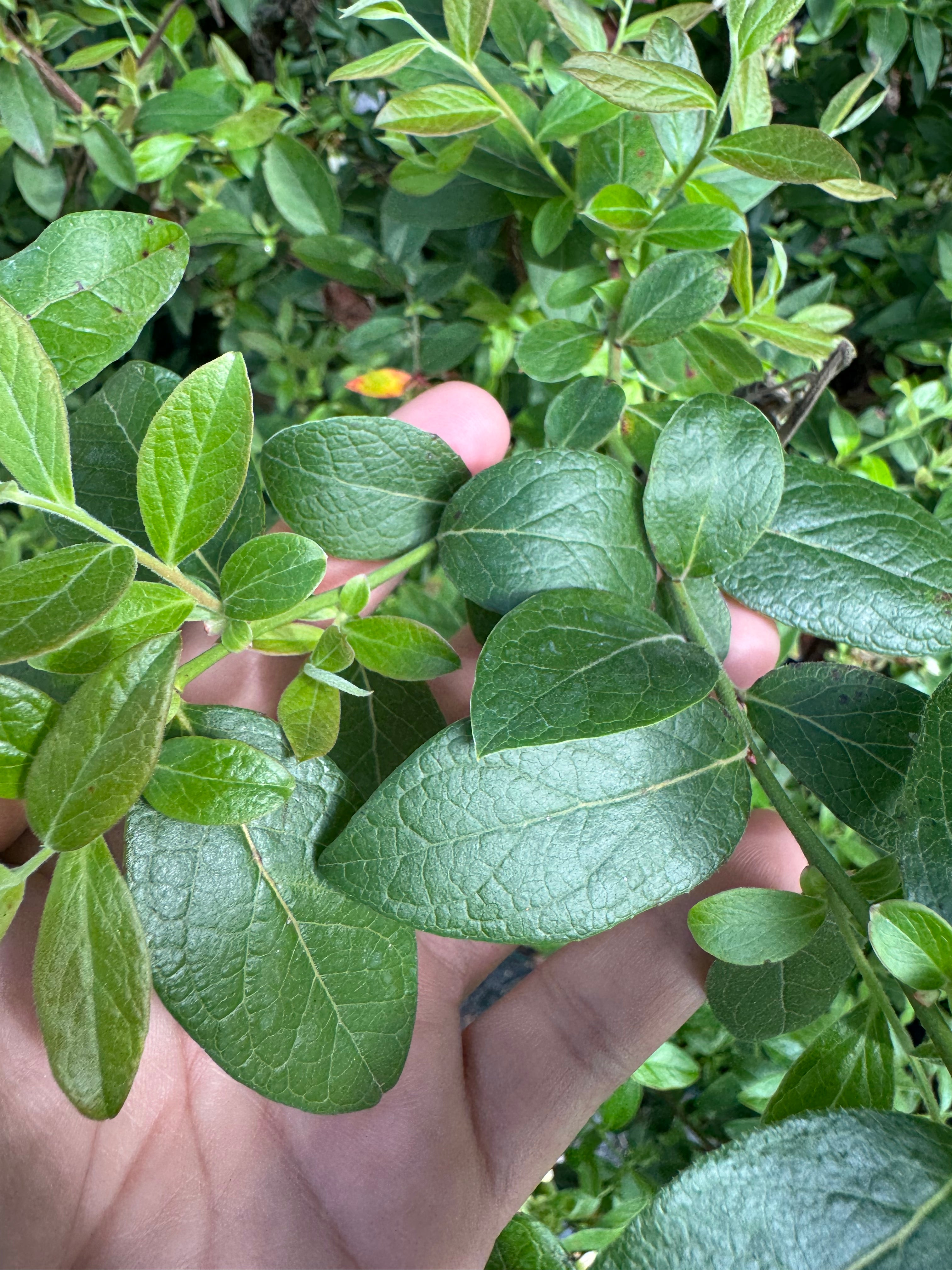 Highbush Blueberry (Vaccinium Corymbosum) 2-3FT