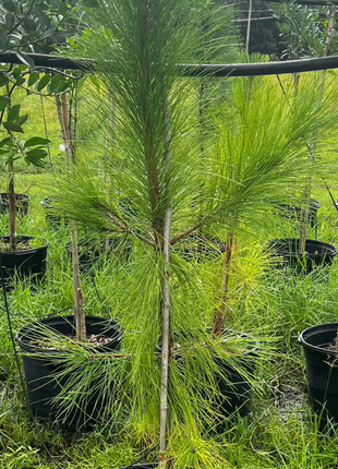 Native Slash Pine (Pinus Elliottii)