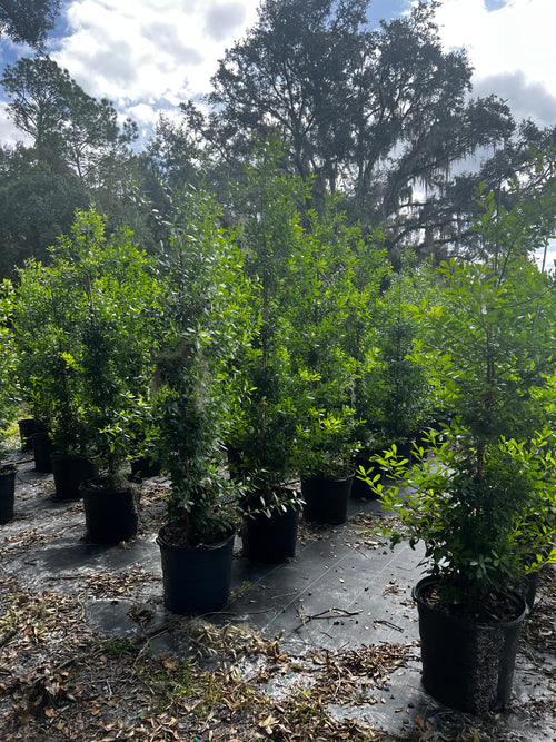 "LAST CALL GOING SOON" Dahoon Holly (Ilex Cassine) Florida Native 15 Gallon