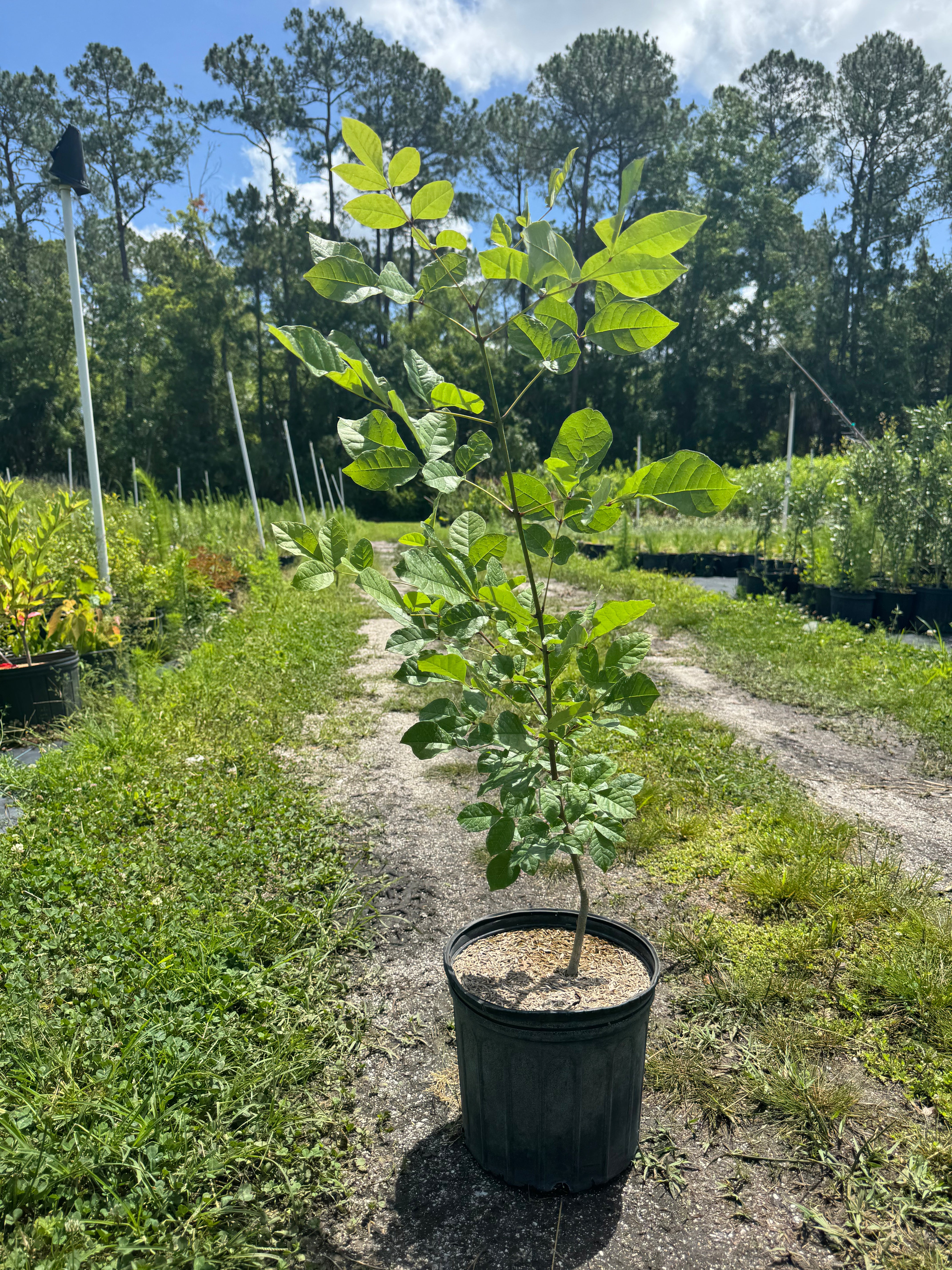 Pop Ash (Fraxinus Caroliniana)