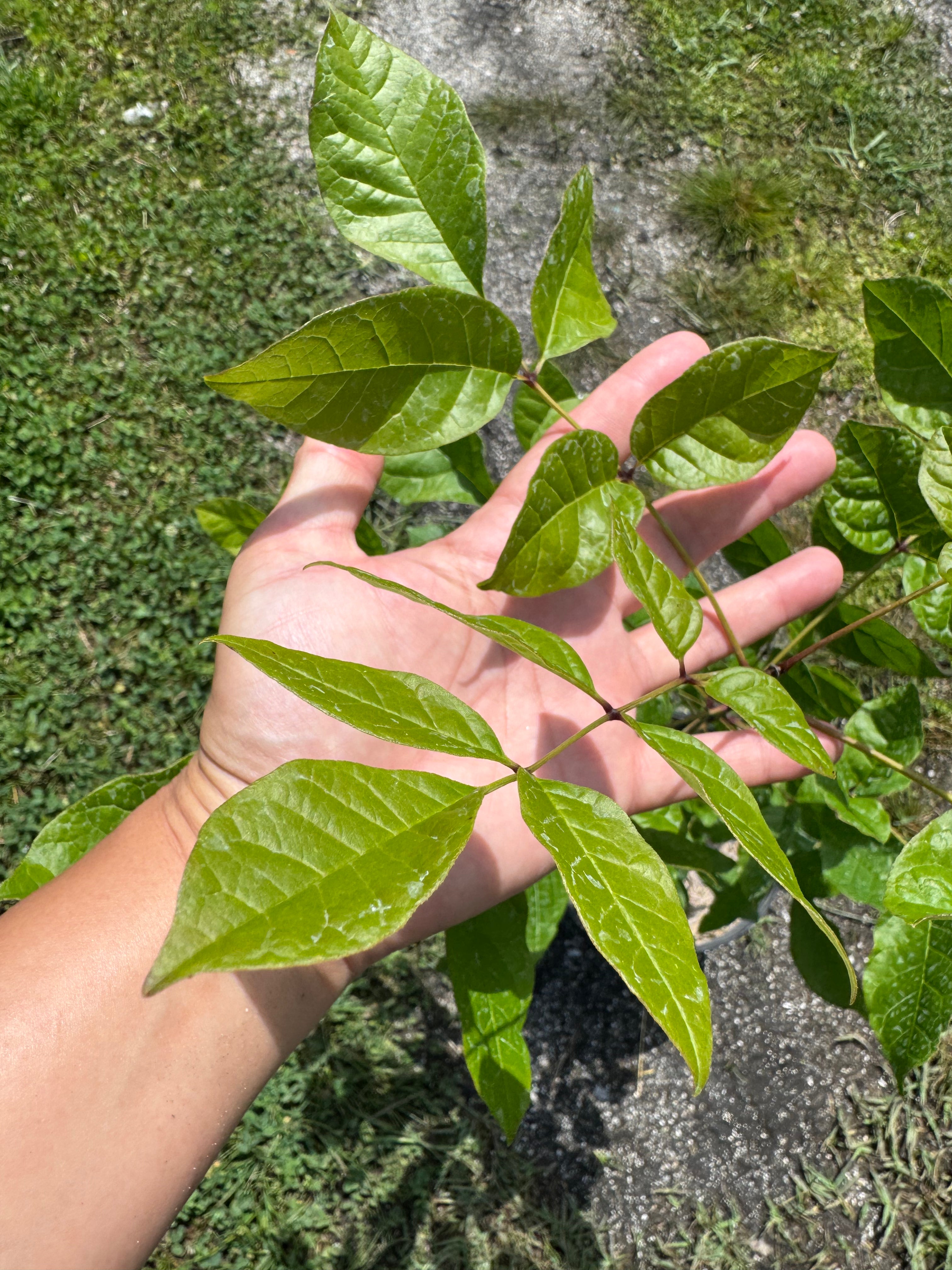 Pop Ash (Fraxinus Caroliniana)