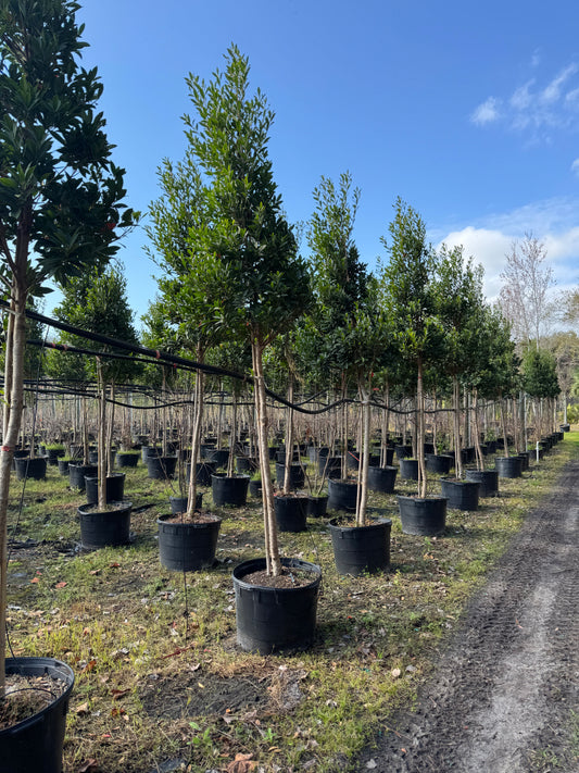 Japanese Blueberry Tree (Elaeocarpus Decipiens) 30 Gallon