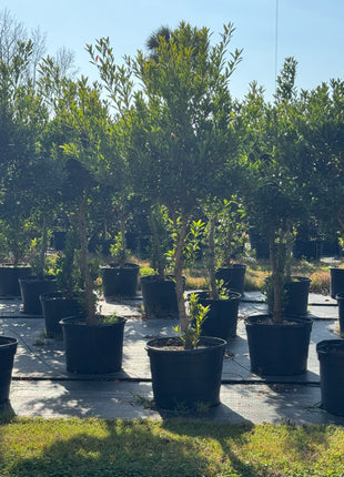 Japanese Blueberry Tree (Elaeocarpus Decipiens)