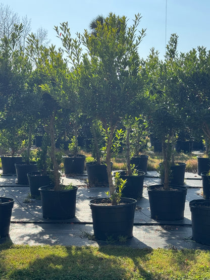 Japanese Blueberry Tree (Elaeocarpus Decipiens) 30 Gallon