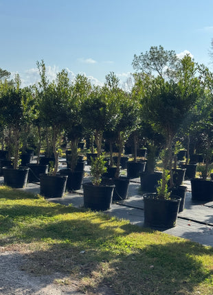 Japanese Blueberry Tree (Elaeocarpus Decipiens)