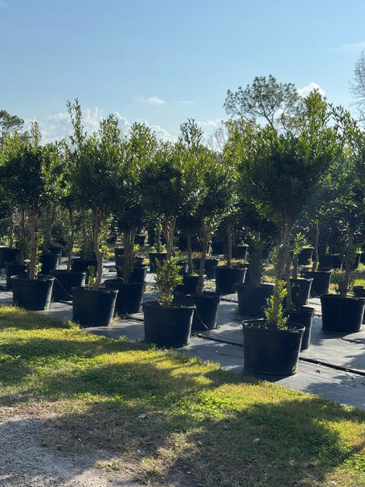 Japanese Blueberry Tree (Elaeocarpus Decipiens) 30 Gallon