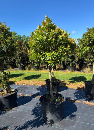 Japanese Blueberry Tree (Elaeocarpus Decipiens)